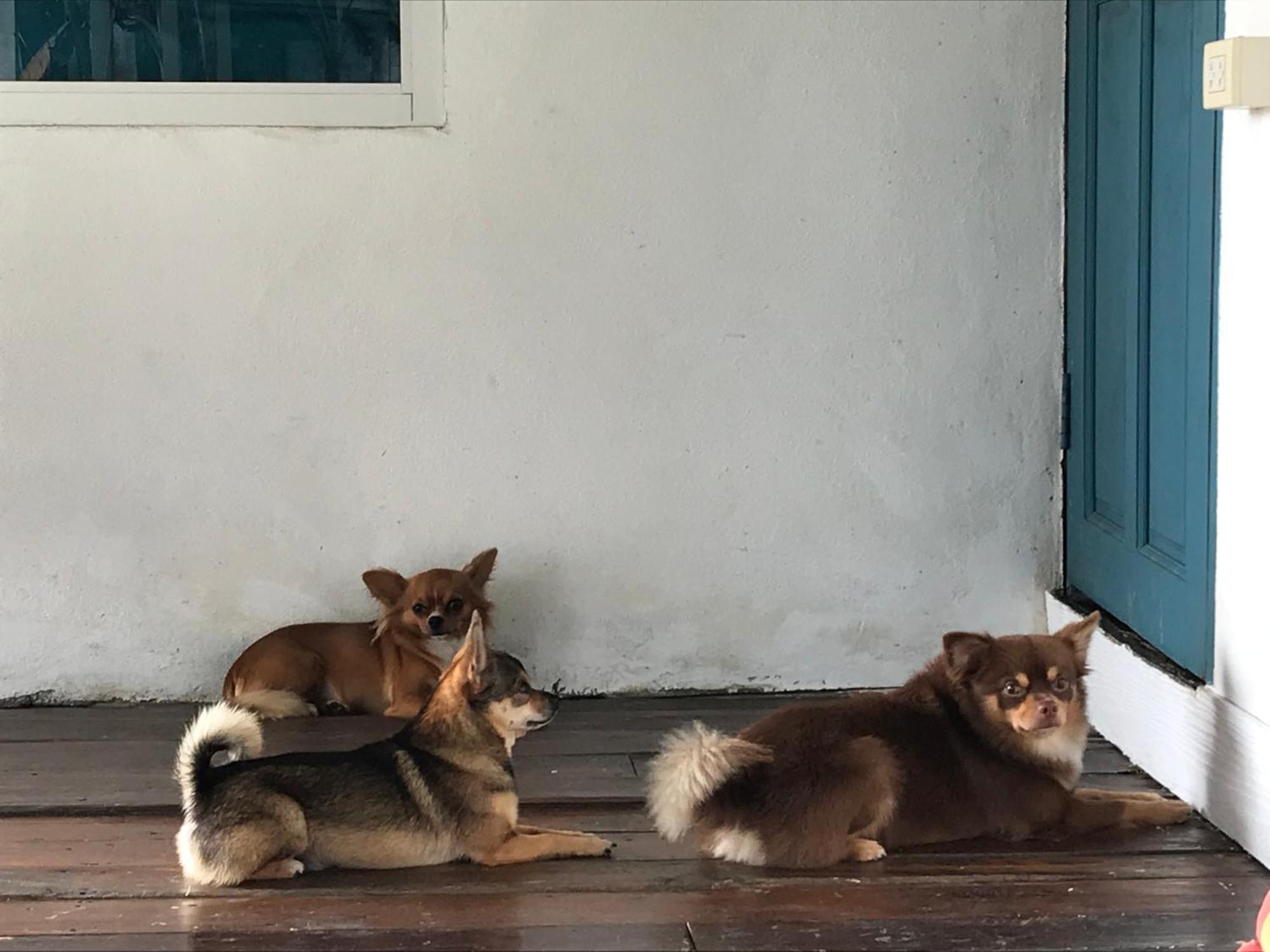 Ban Narai River Guesthouse Chiang Mai Dış mekan fotoğraf